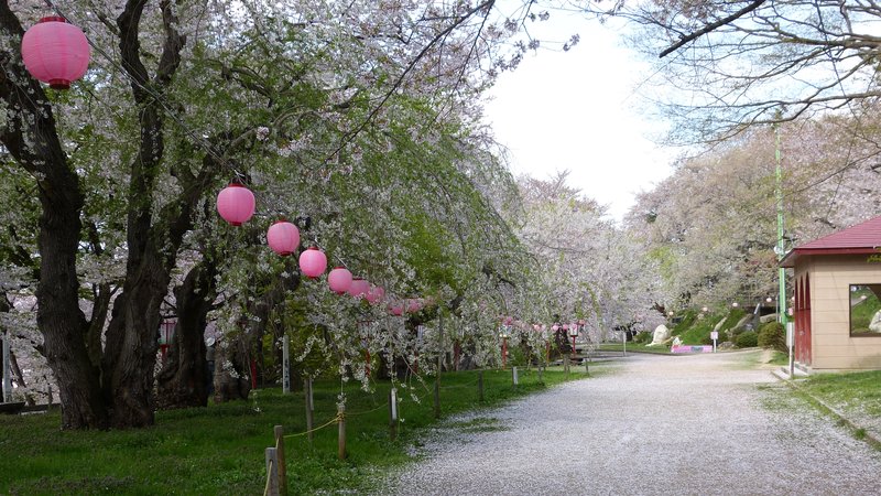 烏帽子山公園 千本桜（日本さくら名所100選）