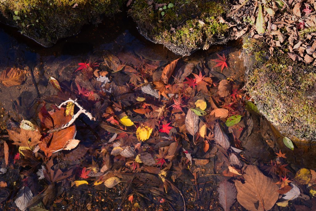 箱根の紅葉（芦之湯温泉エリアの秋・標高約870mの色づき）