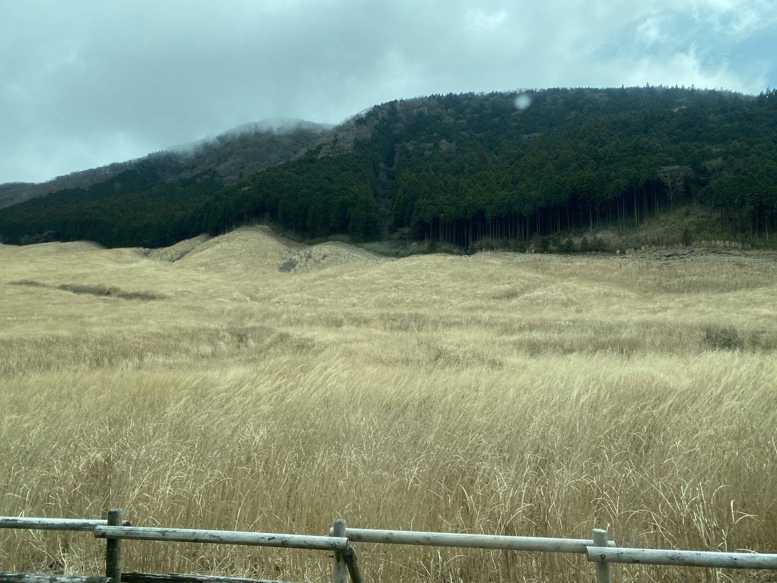仙石原のすすき草原（2021年3月・山焼き前の枯野／がや撮影）